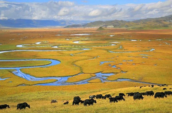 富灯网  [甘快看]酸奶界的“天花板”, 一口就“沦陷”!